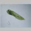 Leaf 10er 02.jpg